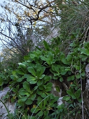 Primula palinuri, photograph (c) Francesco Santoro, some rights reserved (CC BY)