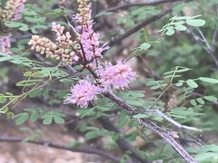 Mimosa distachya laxiflora