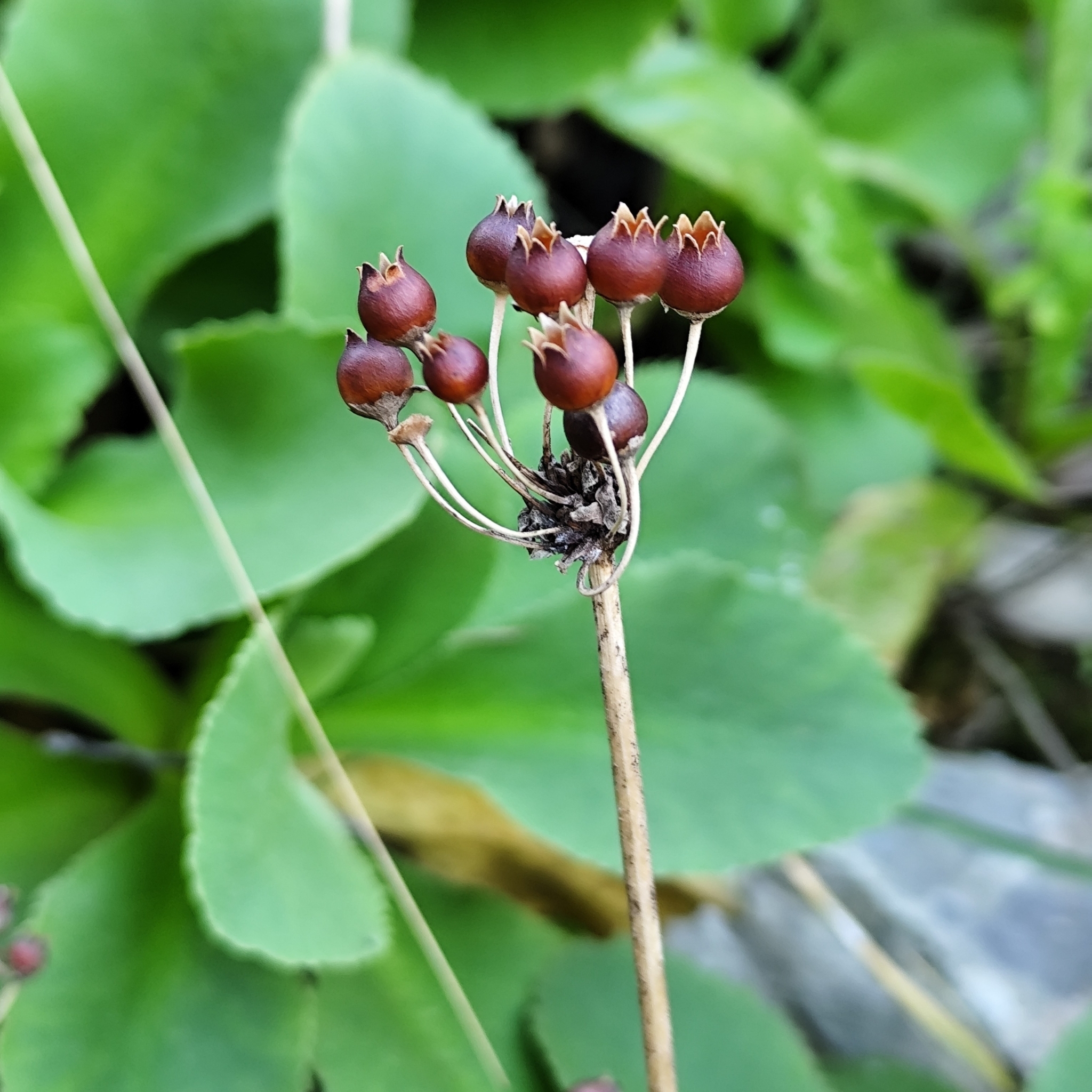 Imagem de Primavera