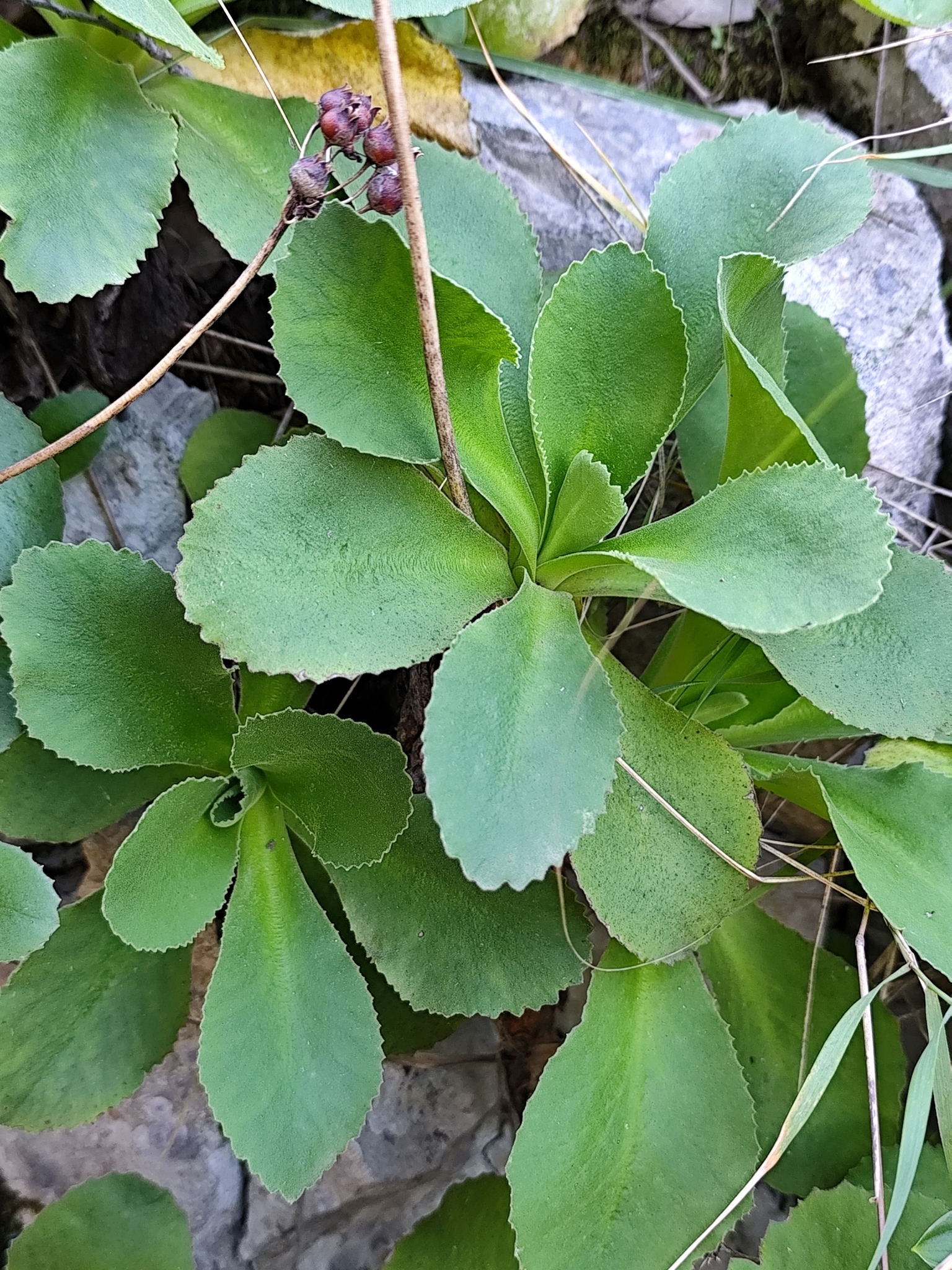 Imagem de Primavera