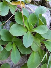 Primula palinuri, photograph (c) Francesco Santoro, some rights reserved (CC BY)