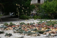 Agave potatorum