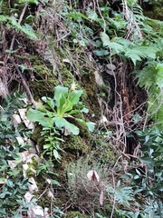 Primula palinuri, photograph (c) Francesco Santoro, some rights reserved (CC BY)