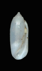 Acteocina inculta