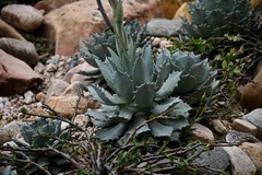 Agave nuusaviorum
