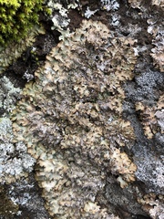 Punctelia stictica