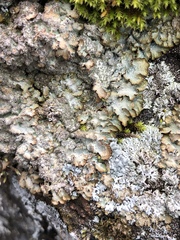 Punctelia stictica