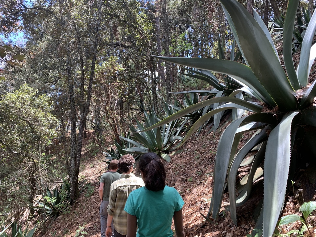 Agave atrovirens, Teotitlán del Valle, Teotitlán del Valle, OAX, MX