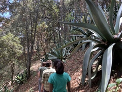 Agave atrovirens