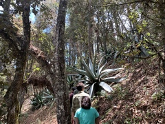Agave atrovirens