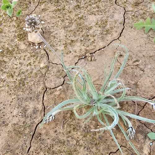 Desert Plantain