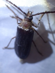 Tragosoma harrisii