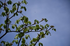Amphipterygium simplicifolium