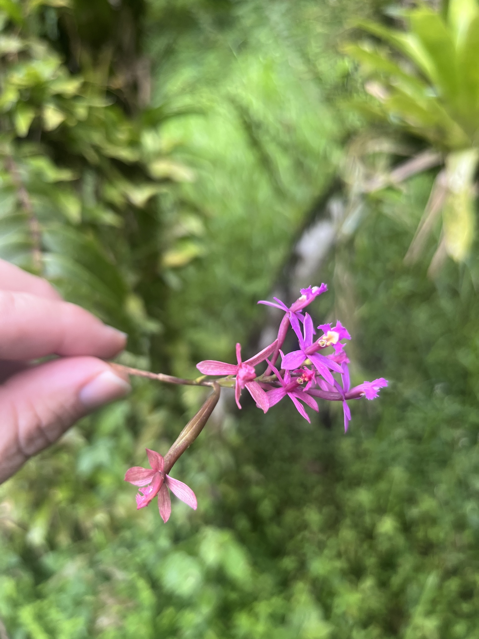 Imagem de Orquídea-rabo-de-gato