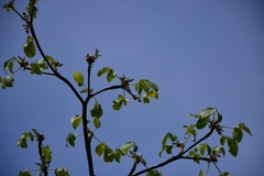 Amphipterygium simplicifolium