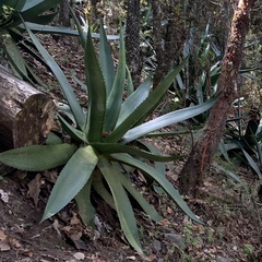 Agave atrovirens