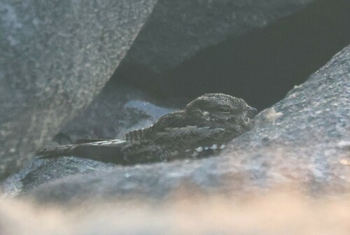 Ladder-tailed Nightjar (Hydropsalis climacocerca), photo 7