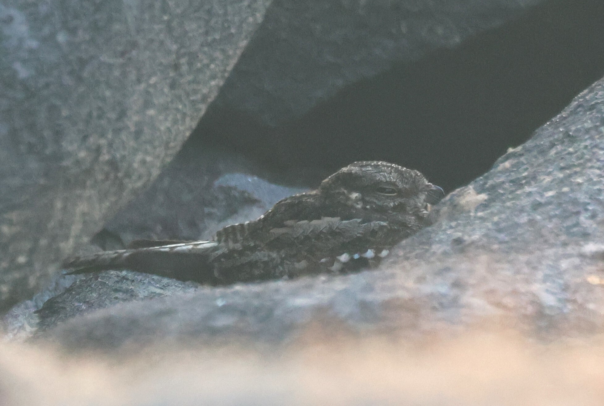 Ladder-tailed Nightjar (Hydropsalis climacocerca), photo 9