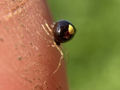 Theridula