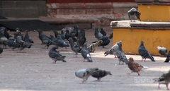 Columba livia