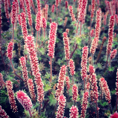Acalypha radians