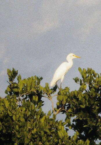 Western Cattle-Egret