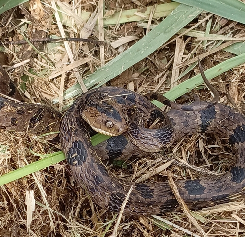 Andean Snail-eater