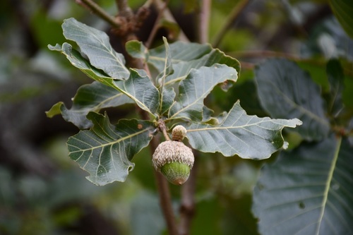 Quercus magnoliifolia