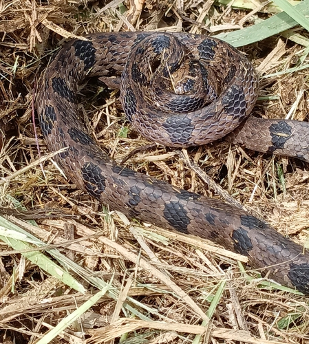 Andean Snail-eater