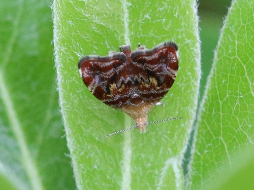 Choreutis sexfasciella