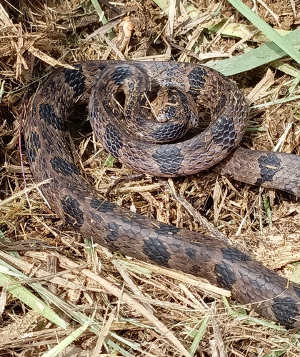 Andean Snail-eater