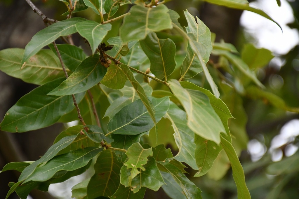 Quercus acutifolia; photograph (c) Neptalí Ramírez Marcial, some rights reserved (CC BY)