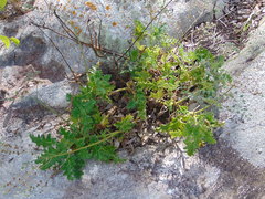 Aosa rupestris