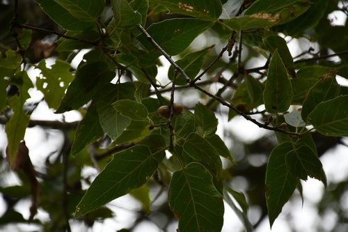 Quercus acutifolia, photograph 2