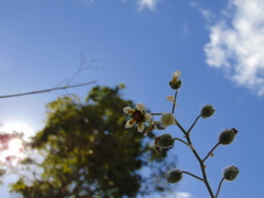 Aosa rupestris