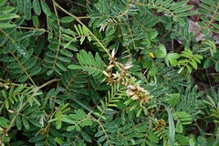 Astragalus guatemalensis