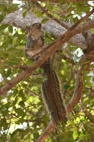 Collie's Squirrel