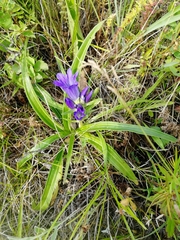 Gentiana decumbens