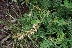 Astragalus guatemalensis