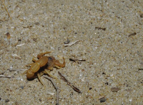 Pallid Thicktail Scorpion