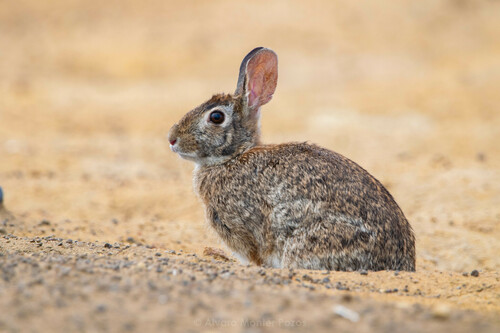 Yucatan Cottontail (Sylvilagus yucatanicus) — Data Deficient Mammalia