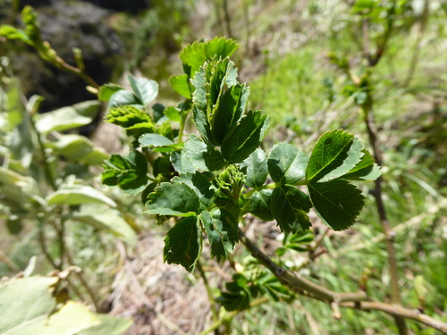 Sorbus maderensis, photograph 6