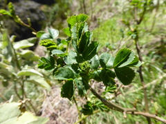 Sorbus maderensis, photograph (c) fmunoz, some rights reserved (CC BY)