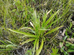 Gentiana decumbens