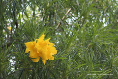 Cascabela thevetioides