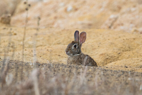 Yucatan Cottontail