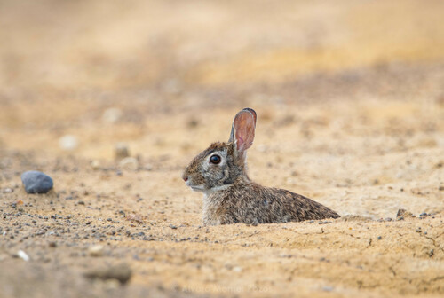Yucatan Cottontail