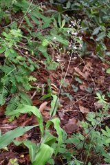 Thyrsanthemum floribundum