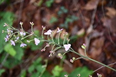 Thyrsanthemum floribundum