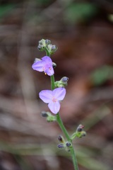 Thyrsanthemum floribundum
